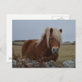 ホースアートプリントはがき ポストカード (正面/裏面)