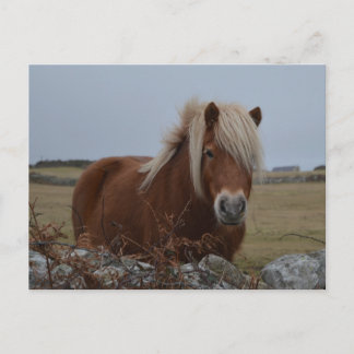 ホースアートプリントはがき ポストカード