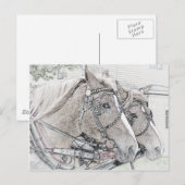 ホースアート2010 3 ポストカード (正面/裏面)