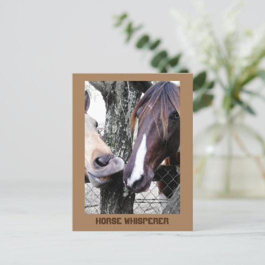 ホースウィスパーラー2馬写真おもしろい写真 ポストカード (スタンド正面)