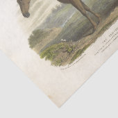 ホースエフェメラデコパージュヴィンテージオールドアイルランドハンター 薄葉紙 (詳細)