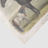 ホースエフエメラデクページヴィンテージクリーデール 薄葉紙 (詳細)