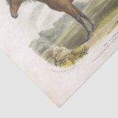 ホースエフエメラデクページヴィンテージクリーブランドベイ 薄葉紙 (詳細)