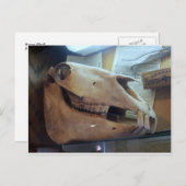 ホーススカル ポストカード (正面/裏面)