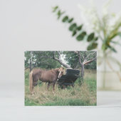 ホースチェックアウトオールド乳母車 ポストカード (スタンド正面)