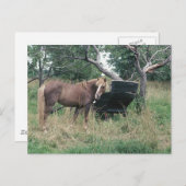 ホースチェックアウトオールド乳母車 ポストカード (正面/裏面)