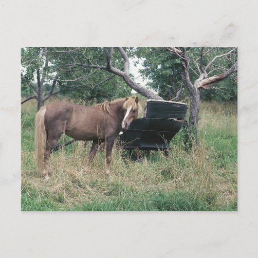 ホースチェックアウトオールド乳母車 ポストカード (正面)