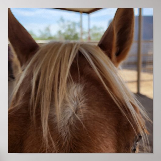 ホースバング ポスター (正面)