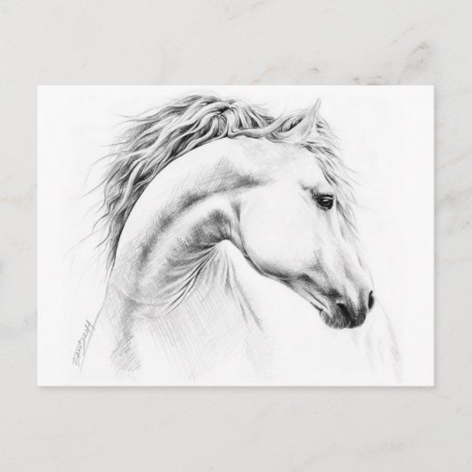 ホースポートレートペンシルスケッチエクエストリアンアート ポストカード (正面)