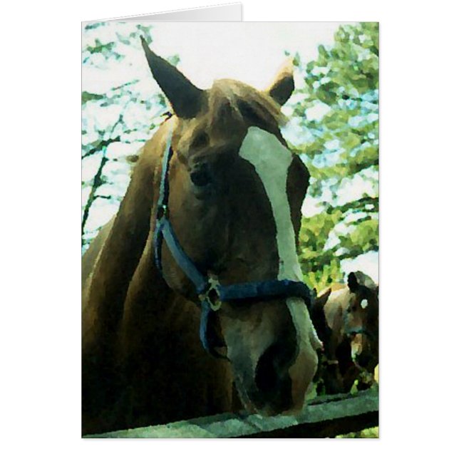 ホースポートレート (正面)