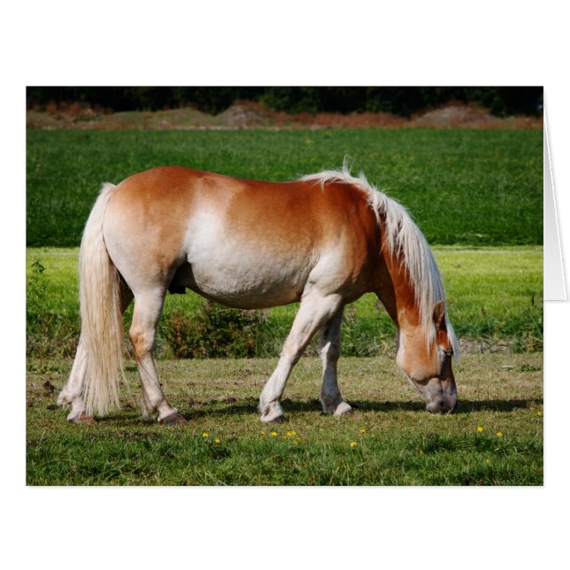 ホースポートレート (正面横)