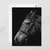 ホースポートレート – はがき (正面/裏面)