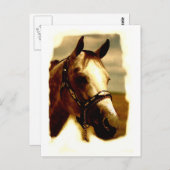 ホースポートレート ポストカード (正面/裏面)