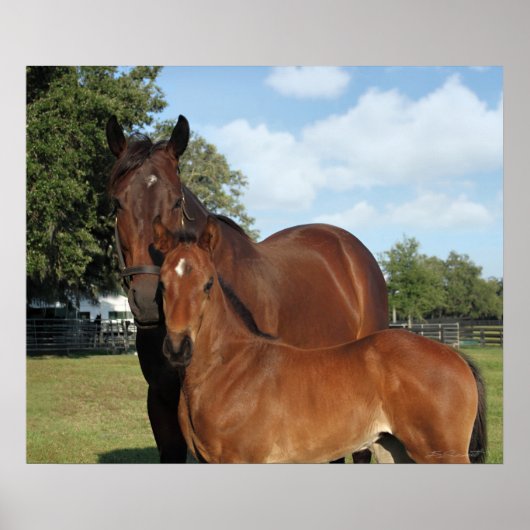 ホースロイヤルプリント-24x20 – 小さクリックい方向け ポスター (正面)