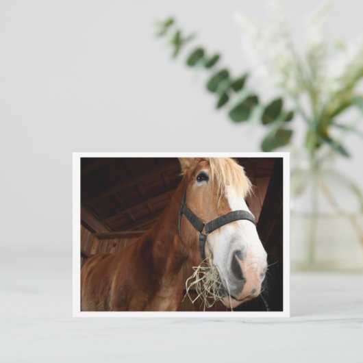 ホース顔 ポストカード (スタンド正面)