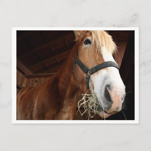 ホース顔 ポストカード (正面)