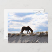 ホース2アサテーグアイランド州パーク ポストカード (正面/裏面)