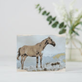 *~*ホース – ヒルマウンテンAR22ウマ科の西 ポストカード (スタンド正面)