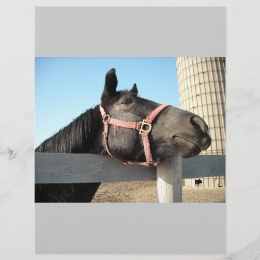 ホース/牧場/納屋 チラシ (正面)