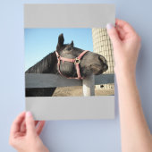 ホース/牧場/納屋 チラシ (手)