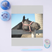 ホース/牧場/納屋 チラシ (シングル)