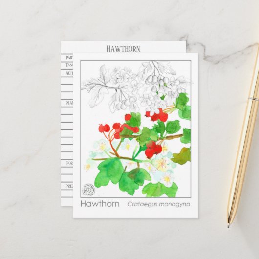 ホーソーンマテリアメディカモノグラフハバル勉強 ポストカード (正面/裏面インサイチュ)