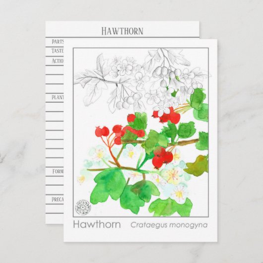 ホーソーンマテリアメディカモノグラフハバル勉強 ポストカード (正面/裏面)