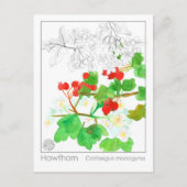 ホーソーンマテリアメディカモノグラフハバル勉強 ポストカード (正面)