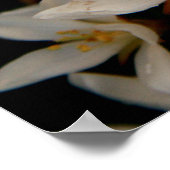 ホーソーン ポスター (角)