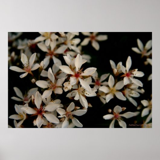 ホーソーン ポスター (正面)