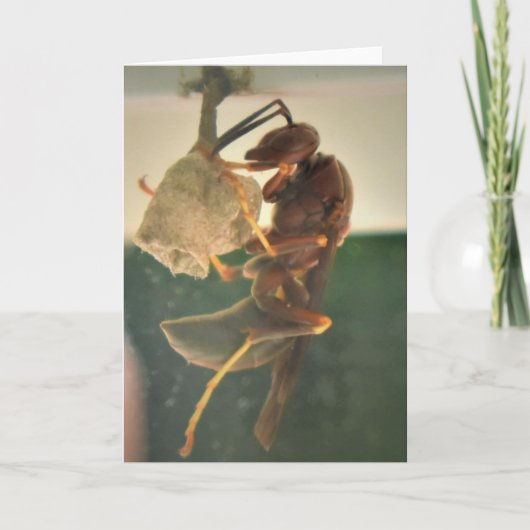 ホーネット、カード カード (正面)