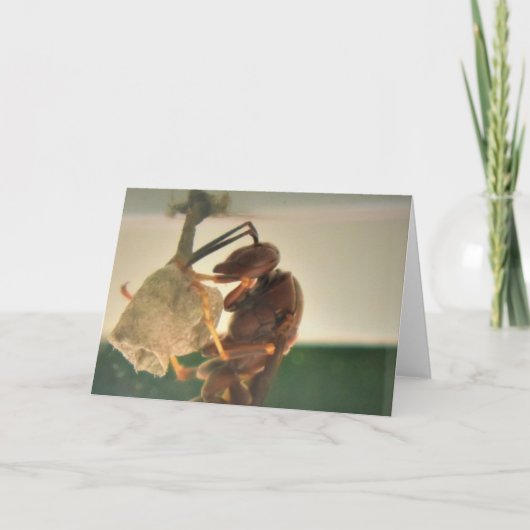 ホーネット、カード カード (正面)