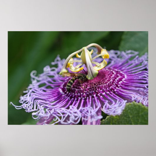 ホーネ食べ物を与えの自然ポスター ポスター (正面)