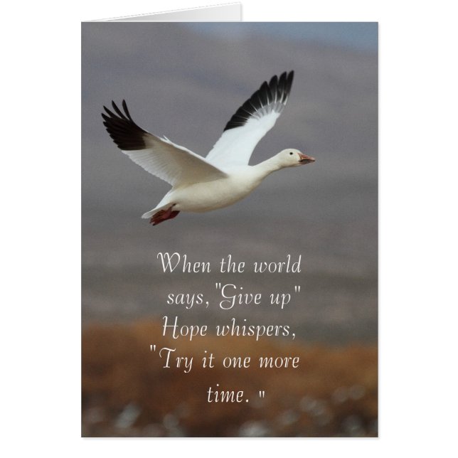 ホープウィスパーがもう一度やってみる (正面)