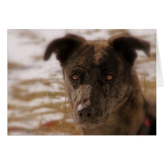 ホープ・ドイツの羊飼いすべての行事 (正面横)