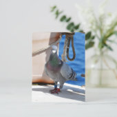 ホーミンピジョン ポストカード (スタンド正面)