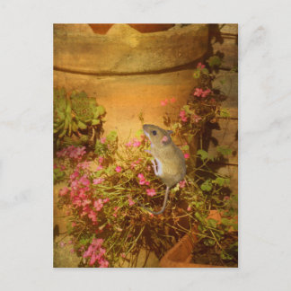 ホームを探している。 ポストカード