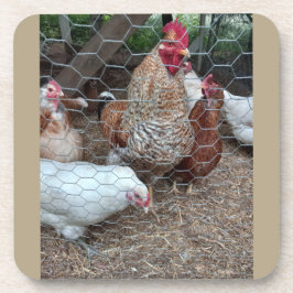 ホームステッド鶏の魅力 コースター