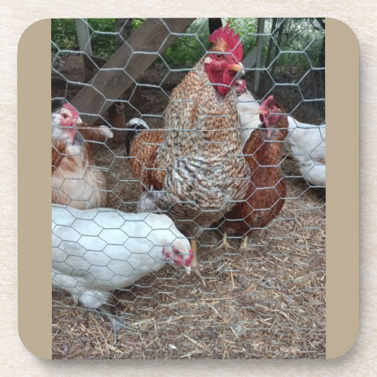 ホームステッド鶏の魅力 コースター (正面)