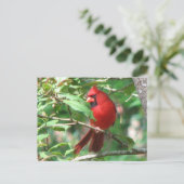 ホーリーのカーディナル ポストカード (スタンド正面)