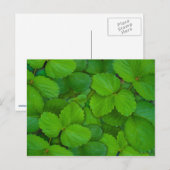 ホーリーバジルトルシグリーンミント葉ズ ポストカード (正面/裏面)