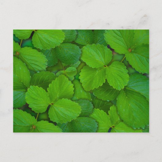 ホーリーバジルトルシグリーンミント葉ズ ポストカード (正面)
