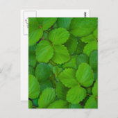 ホーリーバジルトルシグリーンミント葉ズ ポストカード (正面/裏面)