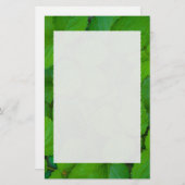 ホーリーバジルトルシグリーンミント葉ズ 便箋 (正面/裏面)