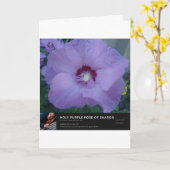 ホーリーパープルバラオブシャロン カード (黄色い花)