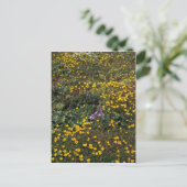 ホール島の野草、Bog Saxifrage ポストカード (スタンド正面)