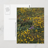 ホール島の野草、Bog Saxifrage ポストカード (正面/裏面)