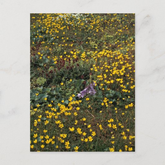 ホール島の野草、Bog Saxifrage ポストカード (正面)