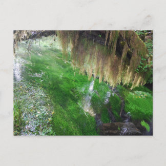 ホーレインフォレスト ポストカード