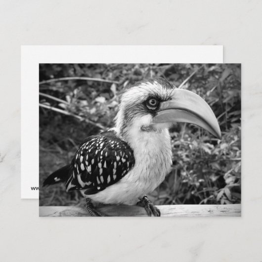 ホーンビルの鳥のクローズアップをカメラのbwを見て ポストカード (正面/裏面)